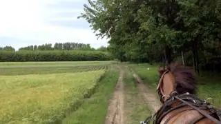 Koetsrit Lucky's Ranch Hongarije