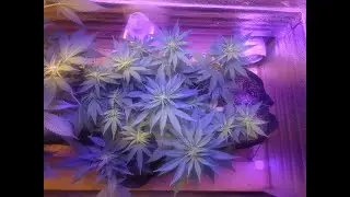 GSC auto - Blackbarry kush - Tutankhamun