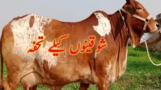 Heavey Abluk Sahiwal Cow For Sale