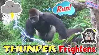 Gorillas Encounter Thunder! How Will They React?