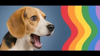 How Dogs See The World: It&rsquo;s Not Like You Think