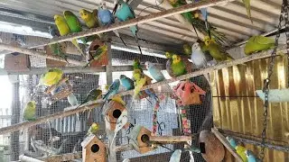 Viral Parati periquito Australia 