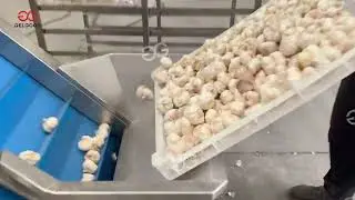 Garlic Clove Processing Line
