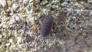 Rough woodlouse - Porcellio scaber -  Gr&aacute;p&ouml;ddur - Gr&aacute;lodda -  Skord&yacute;r -  Krabbad&yacute;r - Gar&eth;p&ouml;ddur