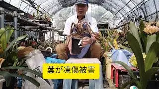 ダメージを受けた君子蘭の救出作戦