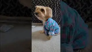 Ollie And His Plaid Shirt