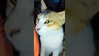 CATmama very good🥰💚🥰cat mama very good 🥰👌👌 #duet #best #duet #viral #cuteanimal #tiktoke #cutepet