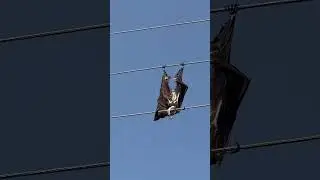 A bat on high voltage lines #animals #bat #electricity #electrocuted #batman  #new #viral