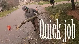 Perfect Small Tree Service Job!