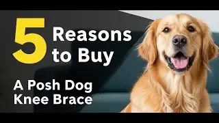 Reasons to purchase a Posh Dog Knee Brace.