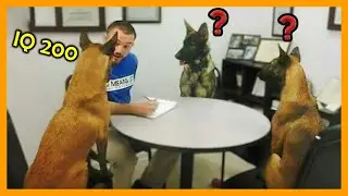 🐕💡When your dog knows he has 200 IQ😲Funniest Dog Ever | Dogs Being Dramatic