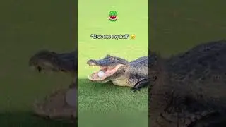Funny crocodile #crocodile #tiktok #funnytiktok #funny #Foryou #funnyanimal #funnyanimals