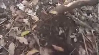 D' Aguila [ Part 3 ]