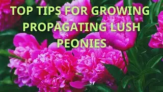 🌸 PEONY SECRETS: Top Tips for Growing & Propagating Lush & Beautiful Peonies | Earthly Delights 🌸