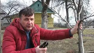 Обрезка груши 4 - 5 летнего   возраста, часть 5.