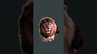 #trend #short# match the head of lion