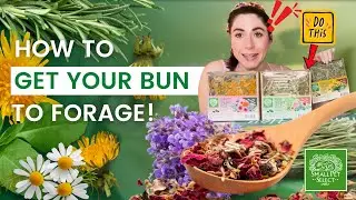 How To Get Your Bun to Forage (Foraging Boxes!)