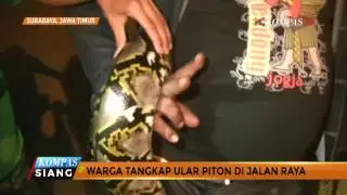 Temuan Ular Piton Sepanjang 3,5 Meter Hebohkan Warga