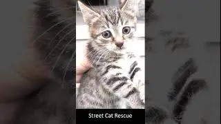 Removing Monster Mango worms From Helpless Cat! Animal Rescue Video 2023 #shorts  #cat  #rescuecats