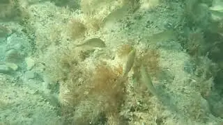 2025 Horv&aacute;torsz&aacute;g, Umag beach, v&iacute;zalatt