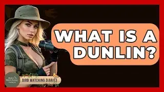 What Is A Dunlin? - Bird Watching Diaries