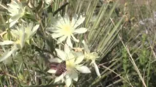 Hyles lineata visits a thistle flower