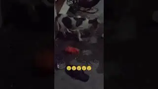 Adorable homeless cat looking for food #cats #adorablecats #hungrycat #homelesscat #shorts #ytshorts
