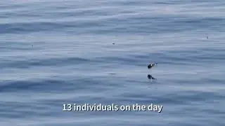 White-faced Storm Petrel!