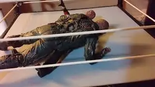 multiversal match cwwa nitro 2.0