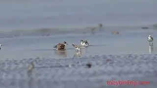 Spoon-billed sandpiper , Go Cong 2026 @BirdmanVietnam 