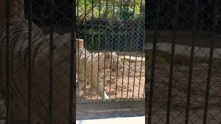 Tiger 🐅 #beautiful #tiger #natural #wedding #lover #youtubeshorts #couple #loveallahﷻ #india