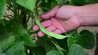 Desarrollo y maduración de la Faba Asturiana