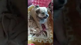 Tuffy: Biting mode active