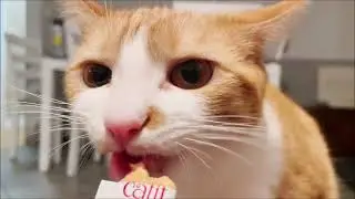 a treat time of Daisy cat eating treat ASMR #catasmr