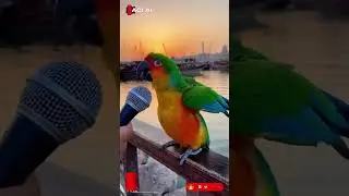 Parrot Complains About Tourists at Dubai Creek | AI Cinematic Comedy by ACI