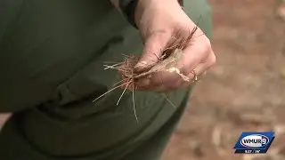 Grow it Green: Fire safety tips for lawns and gardens