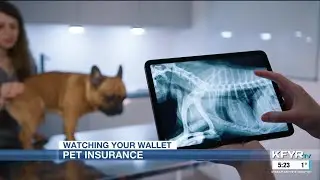 Watching Your Wallet: Pet insurance