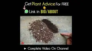How to Correctly Use Peat Moss For Seeds?