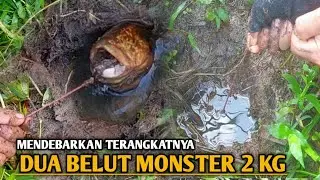 DETIK DETIK MENEGANGKAN TERANGKATNYA DUA BELUT MONSTER DI SPOT RAWA