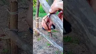 A PRIMITIVE TRAP IN FIVE MINUTES  #trap #survival #trapping #bushcraft #farming