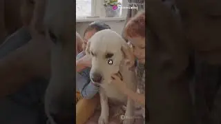 Heartwarming Rescue Dog Adoption Story 🐶 2024 12 20