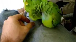 Nanday conures being little cuddlebums (and quiet, for once)