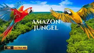Nature Sounds Relaxing Music | Amazon Jungle Wildlife VideoWild Amazon in 4K Ultra HD |