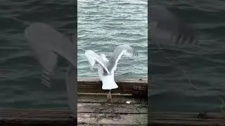 The unexpected drop | White rock pier | Canada
