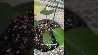 Как вырастить пуансеттию: Шаг 1! #шорты