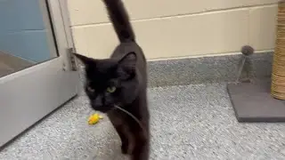 Breaking superstition: Pet Helpers says black cats need loving homes around Halloween