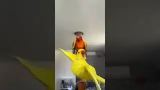 Bestie bath time 🐥&hearts;️🦜 #sunconure #parrotsoftiktok #birdtok #birdslove #indianringneck #sunconurepa