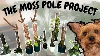 The Moss Pole Experiment✨: Cebu Blue, Philos & More 🌿