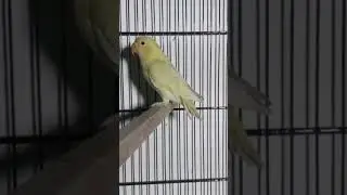 decino lovebirds 2022 breed #viral #trending #shorts #muzakirvlog
