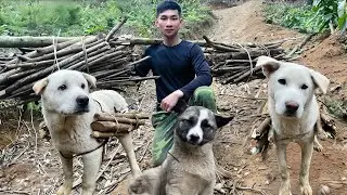 Off-Grid Life With My Dogs | Gathering Firewood for Our Mountain Home